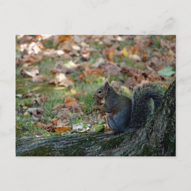 Squirrel holding a nut postcard (Front)