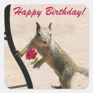 Squirrel Holding a Rose Birthday Greeting Card Square Sticker