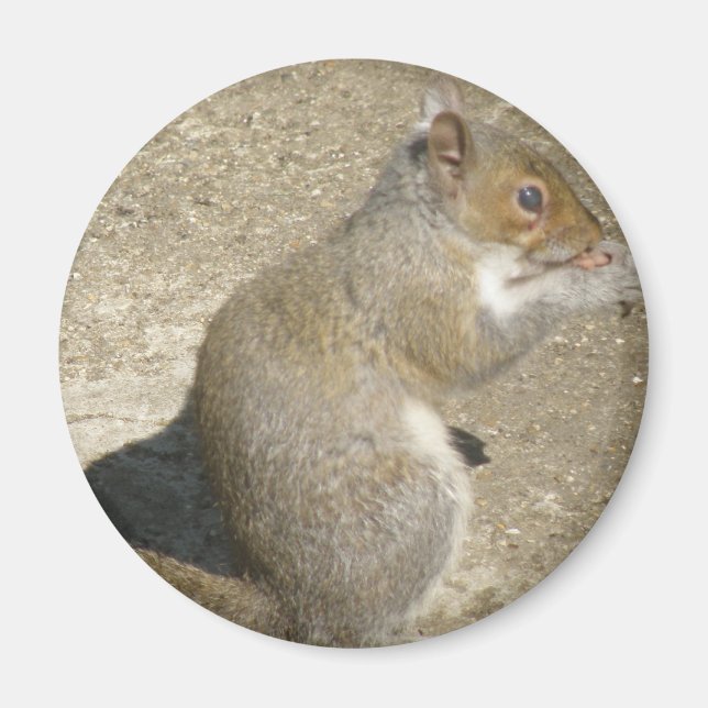 Squirrel Hungry Horatio Magnet (Front)