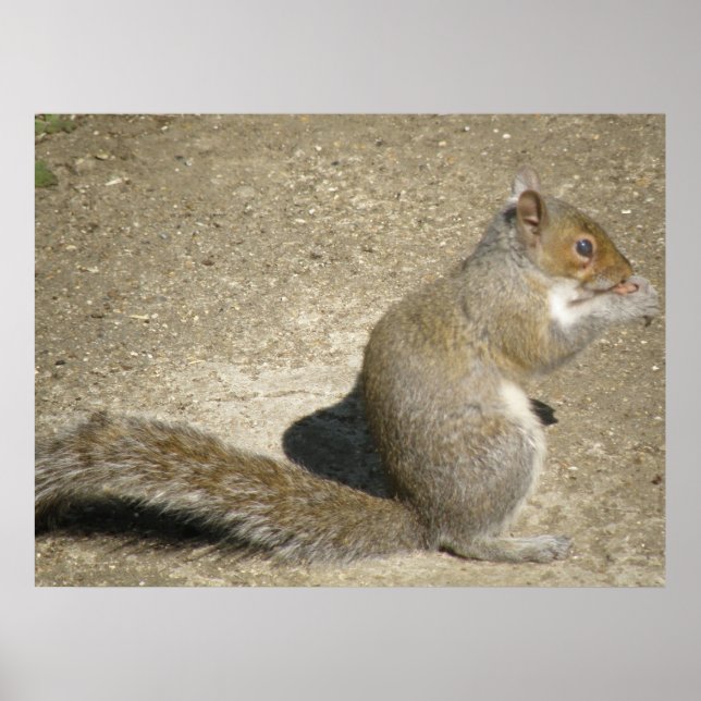 Squirrel Hungry Horatio Print (Front)