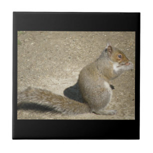 Squirrel Hungry Horatio Tile