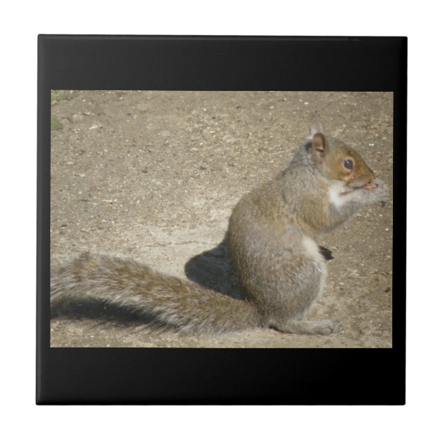 Squirrel Hungry Horatio Tile (Front)