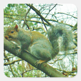 Squirrel in a Light Blue Mist Square Sticker