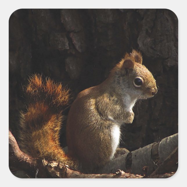 Squirrel in a Patch of Sun Square Sticker (Front)