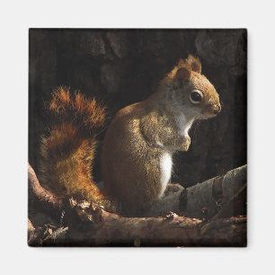 Squirrel in a Patch of Sunlight Magnet