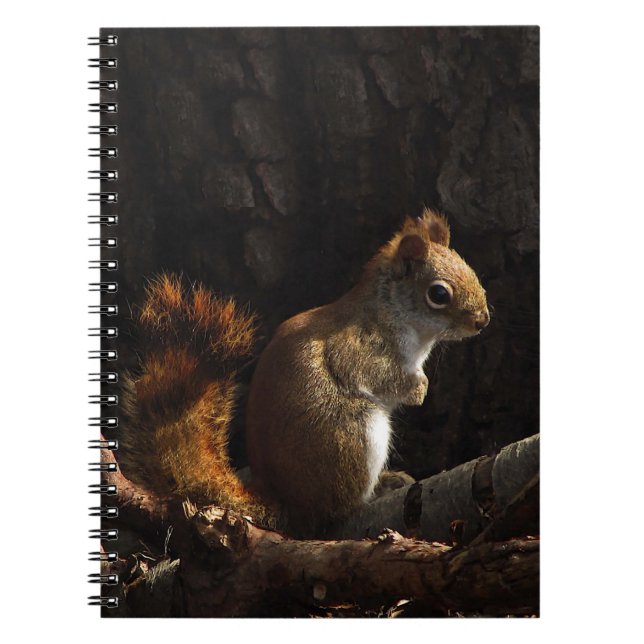 Squirrel in a Patch of Sunlight Spiral Notebook (Front)