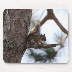 Squirrel in a Pine Tree Mouse Pad