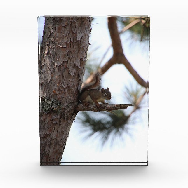 Squirrel in a Pine Tree Photo Block (Front)