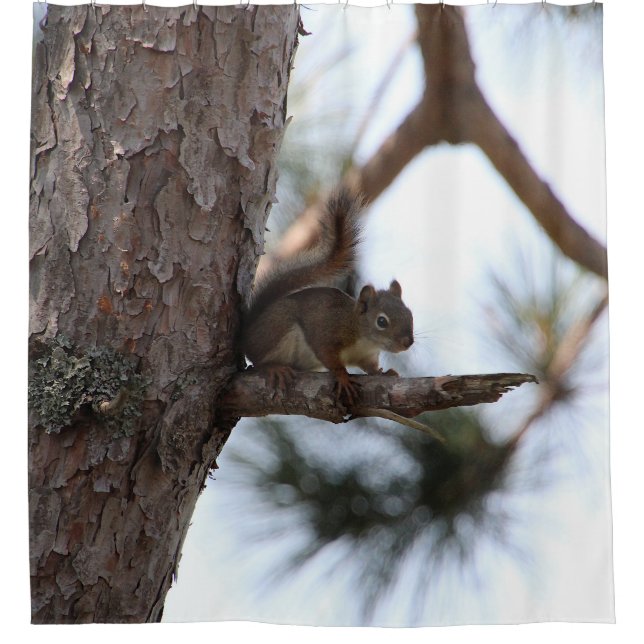 Squirrel in a Pine Tree Shower Curtain (Front)