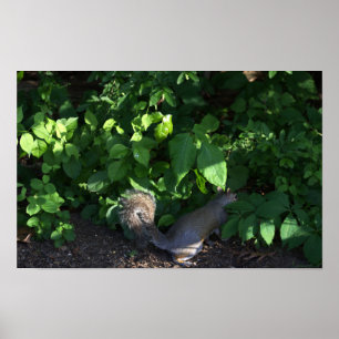 Squirrel in Bushes Poster
