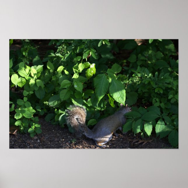 Squirrel in Bushes Poster (Front)