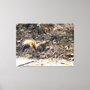 Squirrel in Leafy Ground Canvas Print