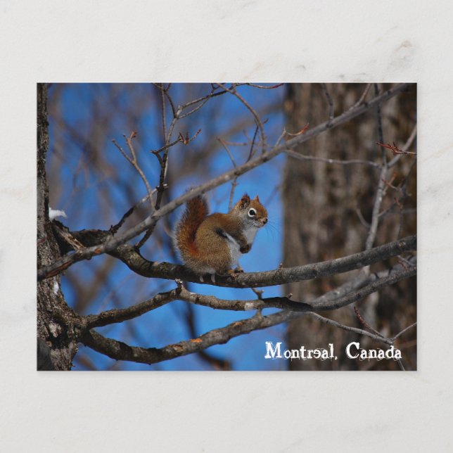 Squirrel in Montreal Postcard (Front)