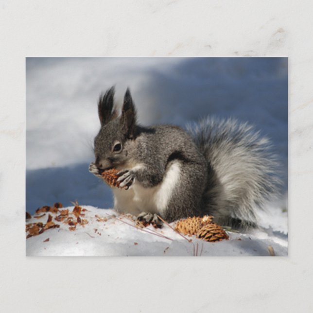 Squirrel in snow postcard (Front)