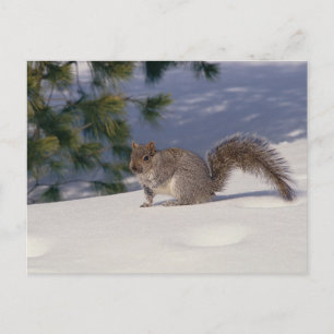 Squirrel in Snow Postcard