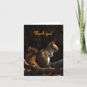 Squirrel in Sunlight Thank You Card