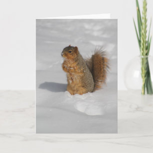 Squirrel in the snow greeting card