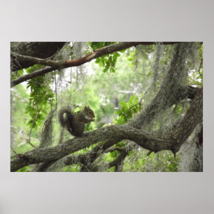 Squirrel in Tree 40" X 27" Poster