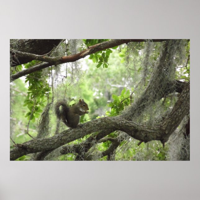 Squirrel in Tree 40" X 27" Poster (Front)