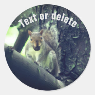 Squirrel In Tree Animal Art Personalized Classic Round Sticker