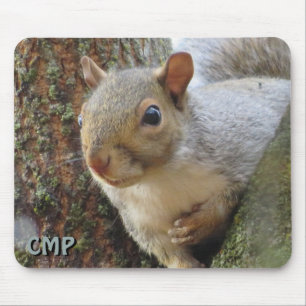 Squirrel In Tree Mouse Pad