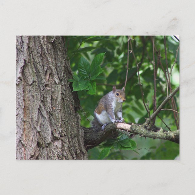 Squirrel in Tree Photo Postcard (Front)