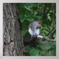 Squirrel in Tree Photo Poster