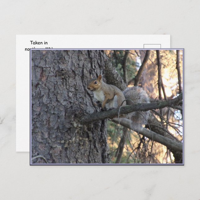 Squirrel in Tree Postcard (Front/Back)