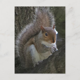 Squirrel In Tree Postcard