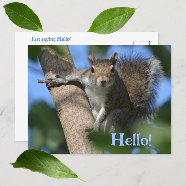 Squirrel in Tree Watching You Cute Photographic Postcard (Creator Uploaded)