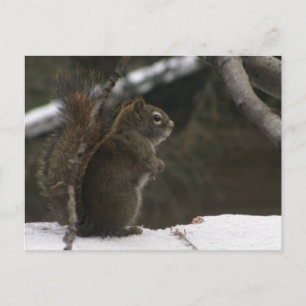 Squirrel in Winter Postcard