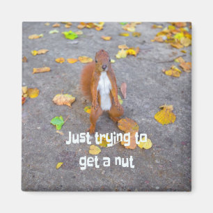 squirrel Just trying to get a nut Magnet