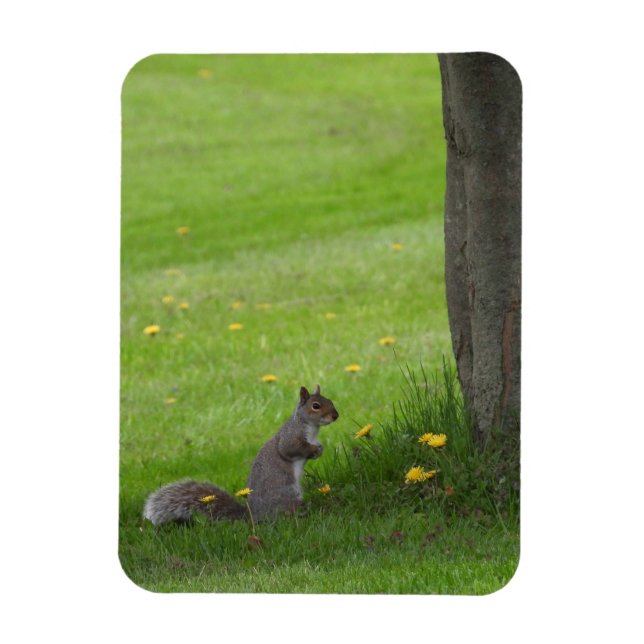 Squirrel looking cute magnet (Vertical)