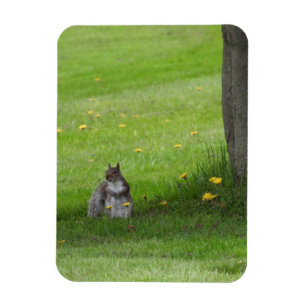 Squirrel looking cute magnet