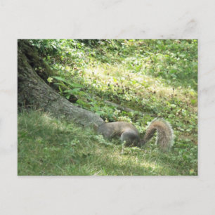 squirrel looking for nuts postcard