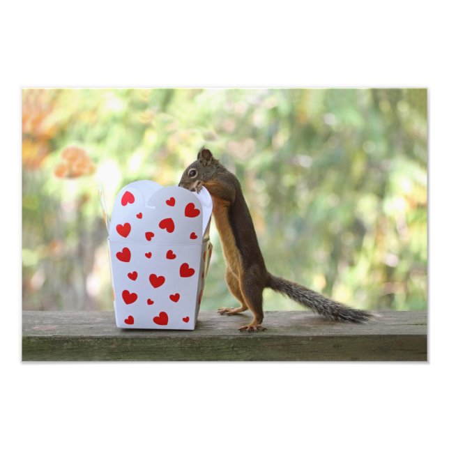 Squirrel Looking Inside Heart Box Photo Print (Front)