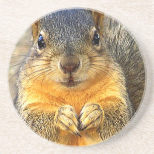 Squirrel Love_ Coaster