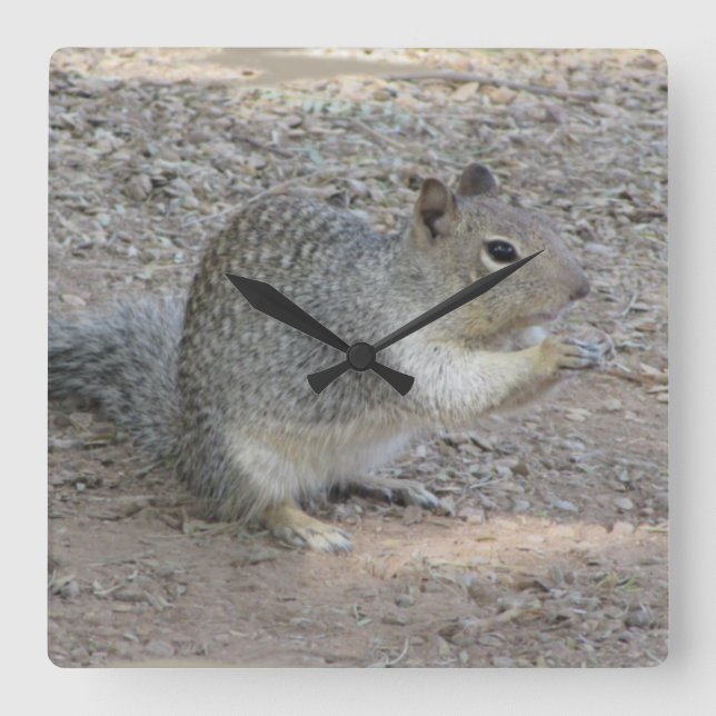 Squirrel Lover Photo Adorable Grey Forest Animal Square Wall Clock (Front)
