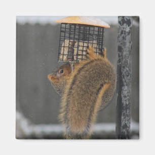 Squirrel magnet