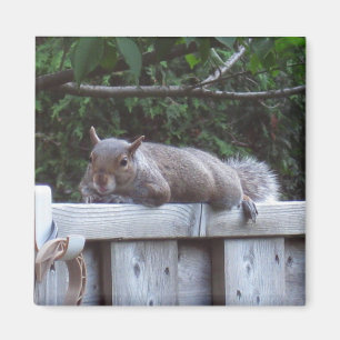 Squirrel Magnet