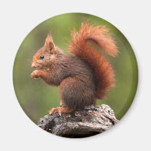 Squirrel Magnet