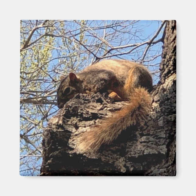 Squirrel Magnet (Front)