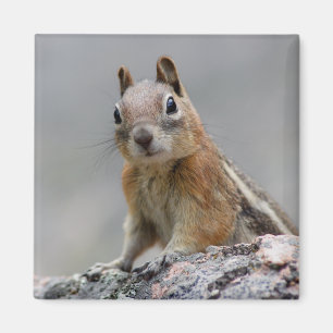 squirrel magnet