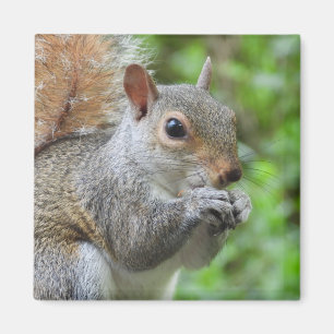 Squirrel Magnet