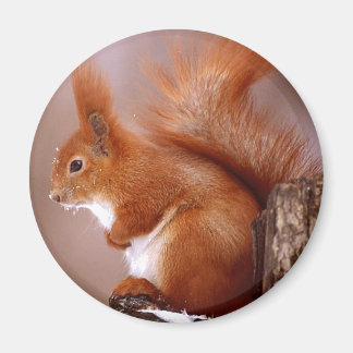 squirrel magnet