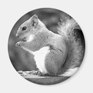 Squirrel Magnet
