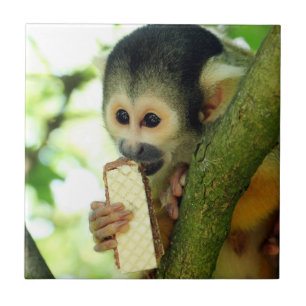 Squirrel Monkey Eating a Wafer Biscuit Tile