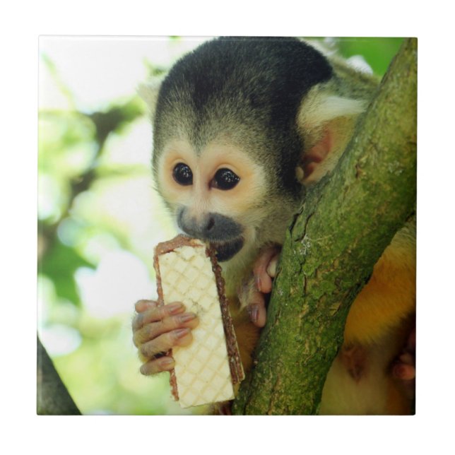 Squirrel Monkey Eating a Wafer Biscuit Tile (Front)