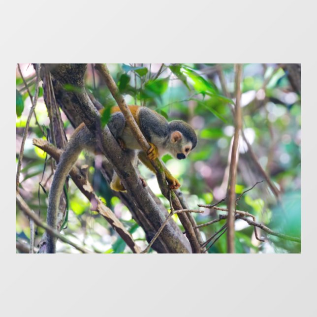 Squirrel monkey in Manuel Antonio NP - Costa Rica (Sheet)