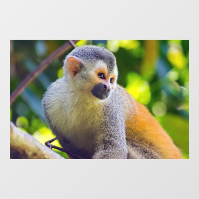 Squirrel monkey in Manuel Antonio NP - Costa Rica (Sheet)